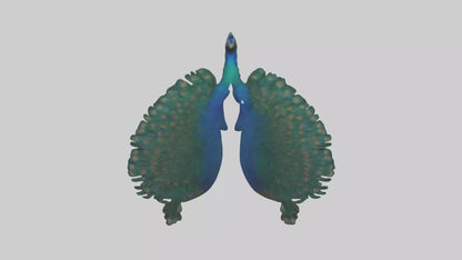 3D model Peacock Lungs VR / AR / low-poly