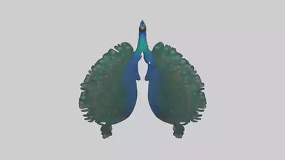 3D model Peacock Lungs VR / AR / low-poly