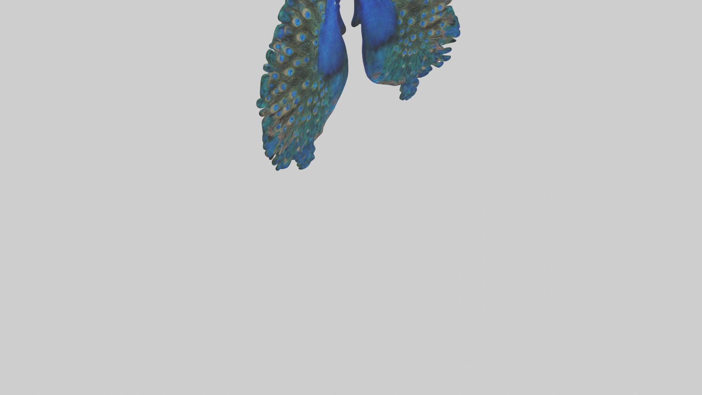 3D model Peacock Lungs VR / AR / low-poly