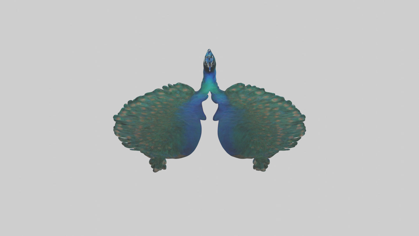 3D model Peacock Lungs VR / AR / low-poly