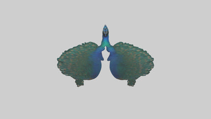 3D model Peacock Lungs VR / AR / low-poly