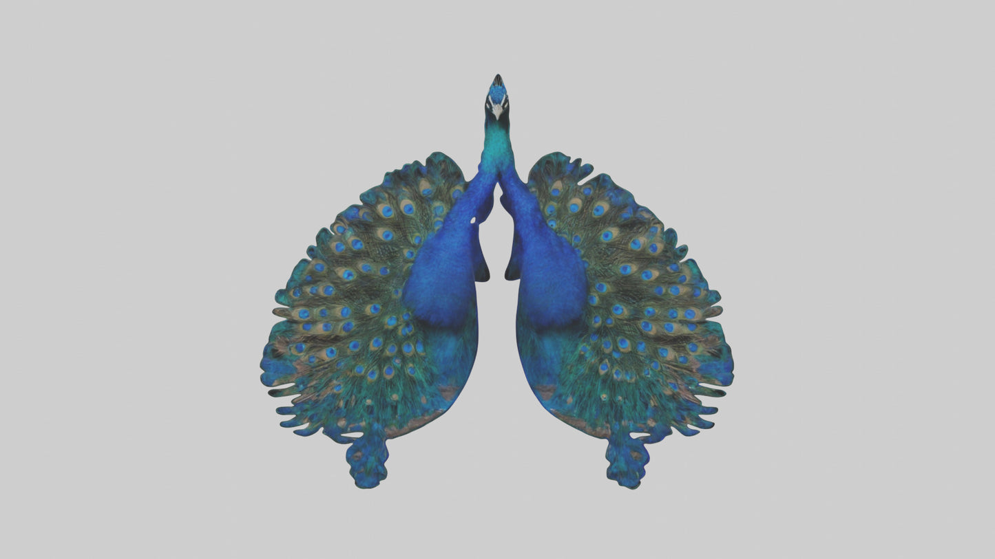 3D model Peacock Lungs VR / AR / low-poly