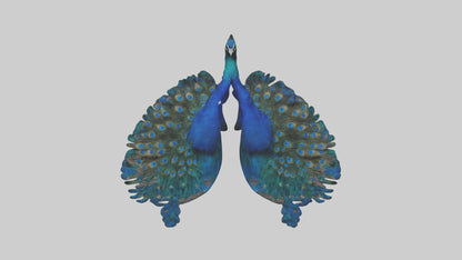 3D model Peacock Lungs VR / AR / low-poly