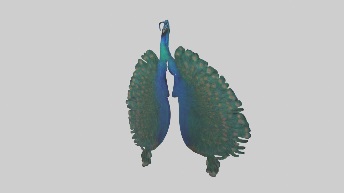 3D model Peacock Lungs VR / AR / low-poly