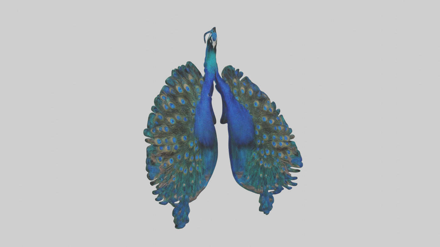 3D model Peacock Lungs VR / AR / low-poly