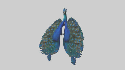 3D model Peacock Lungs VR / AR / low-poly
