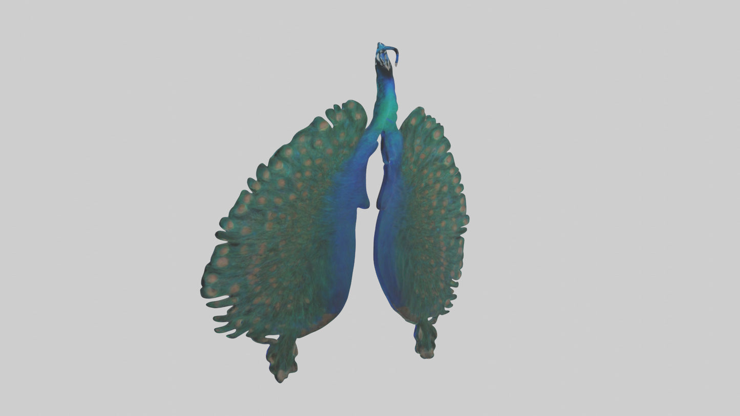 3D model Peacock Lungs VR / AR / low-poly