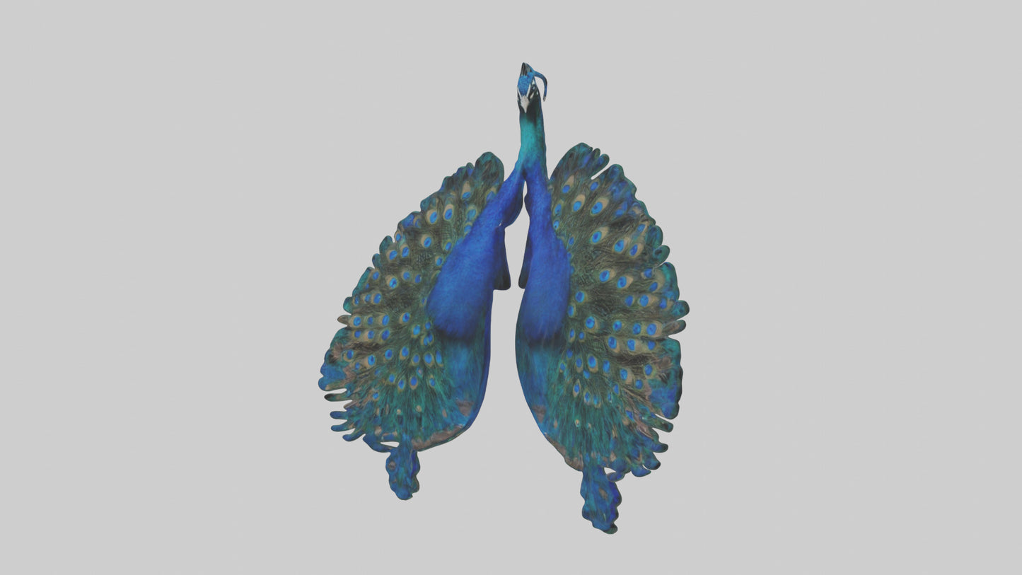 3D model Peacock Lungs VR / AR / low-poly