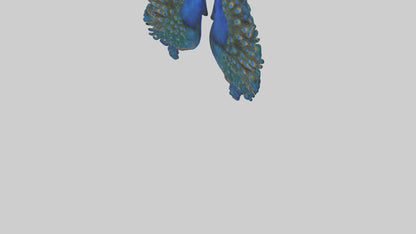 3D model Peacock Lungs VR / AR / low-poly