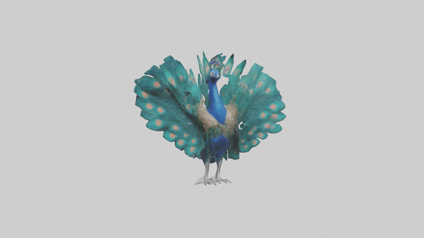 3D model Peacock spreading feathers model VR / AR / low-poly