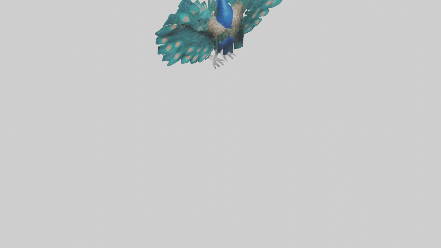 3D model Peacock spreading feathers model VR / AR / low-poly