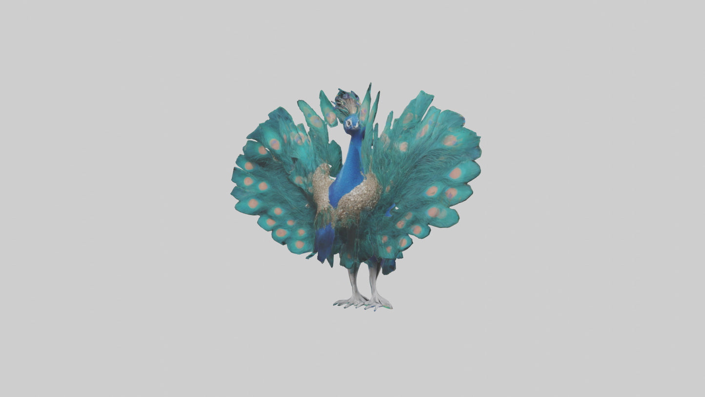 3D model Peacock spreading feathers model VR / AR / low-poly