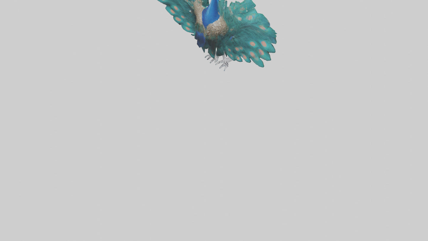 3D model Peacock spreading feathers model VR / AR / low-poly