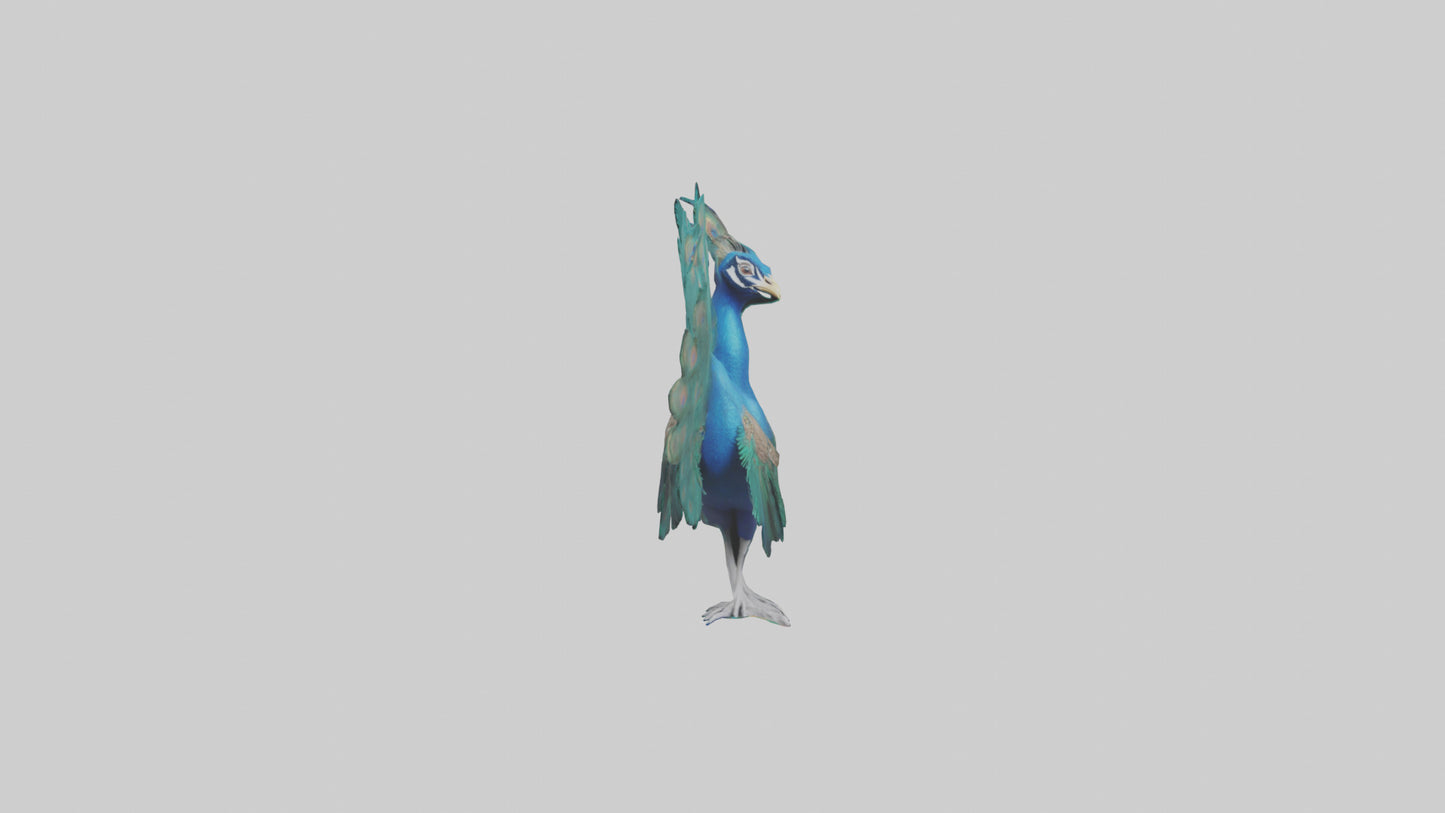 3D model Peacock spreading feathers model VR / AR / low-poly