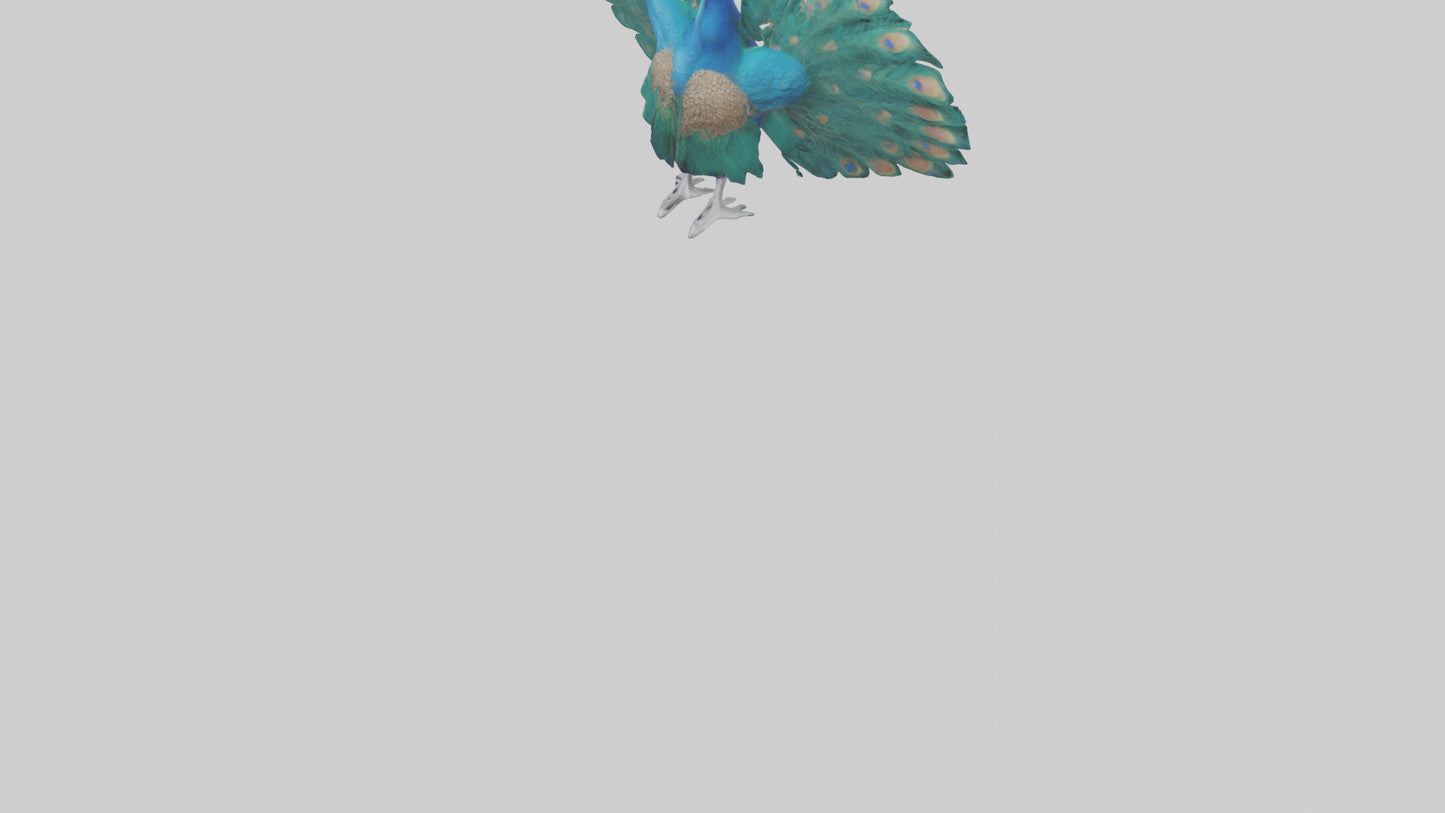 3D model Peacock spreading feathers model VR / AR / low-poly