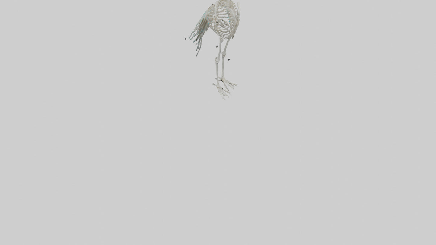 3D model Peafowl Skeleton model VR / AR / low-poly