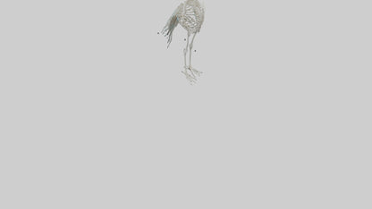 3D model Peafowl Skeleton model VR / AR / low-poly