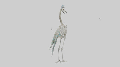 3D model Peafowl Skeleton model VR / AR / low-poly