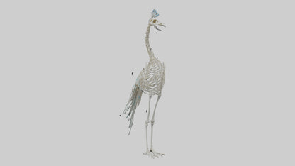 3D model Peafowl Skeleton model VR / AR / low-poly