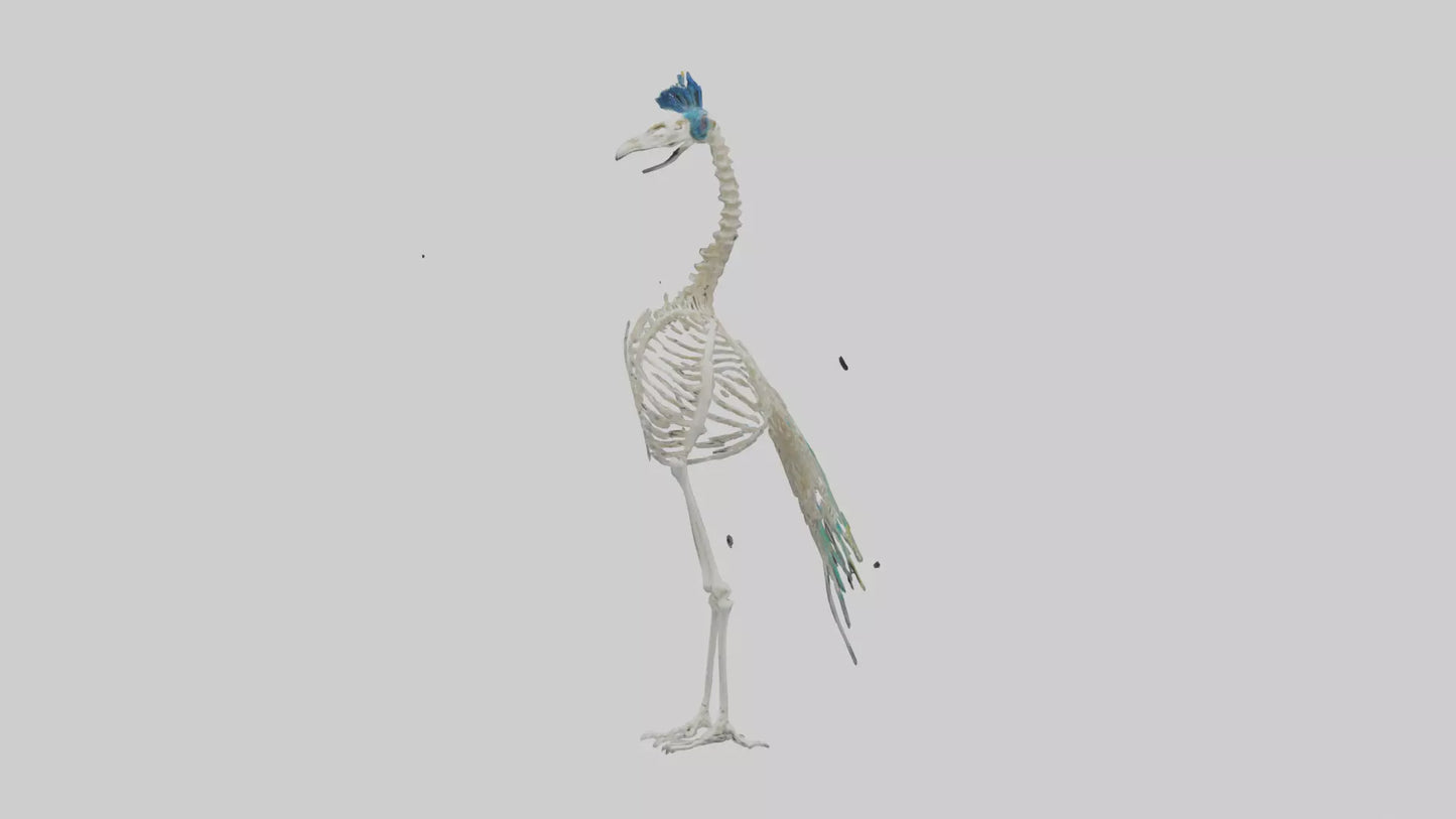 3D model Peafowl Skeleton model VR / AR / low-poly