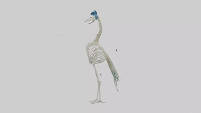 3D model Peafowl Skeleton model VR / AR / low-poly