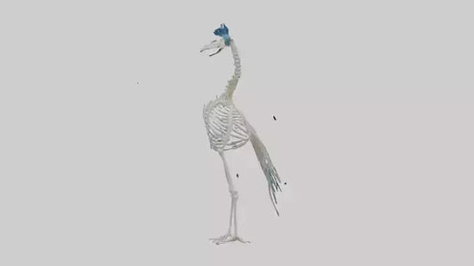 3D model Peafowl Skeleton model VR / AR / low-poly