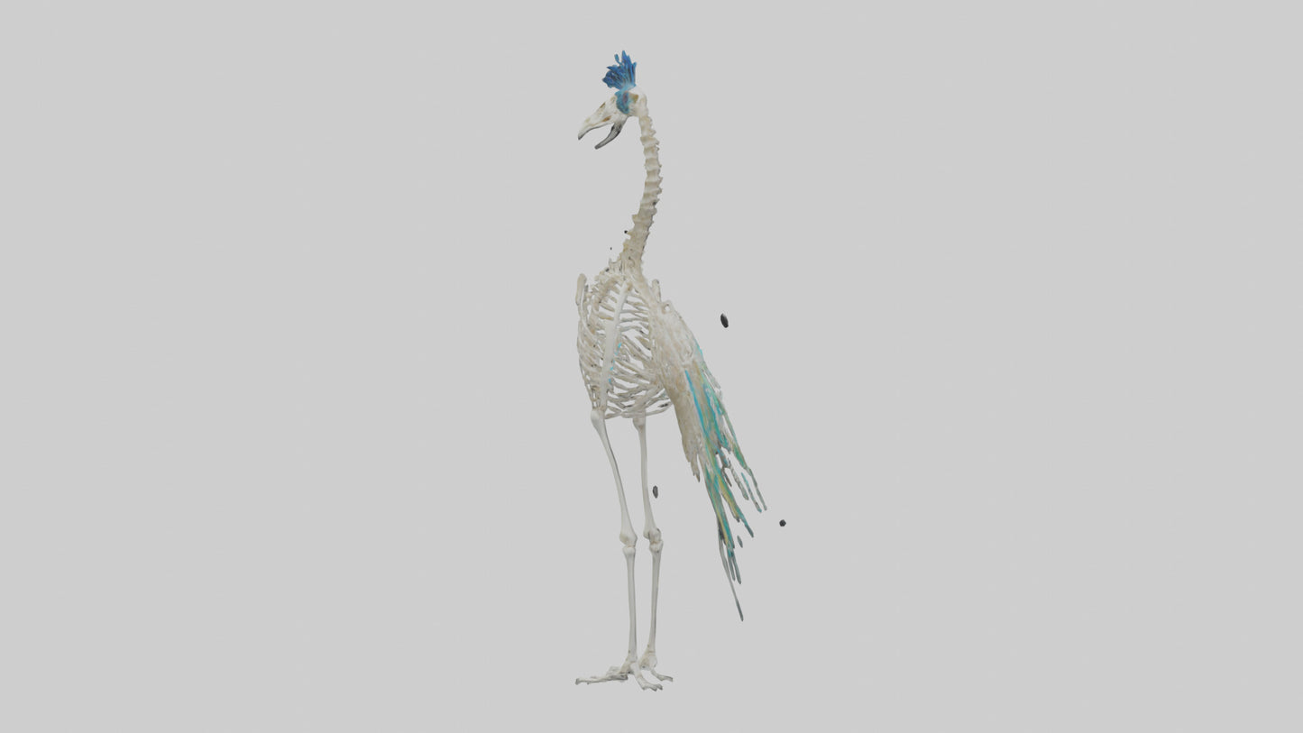 3D model Peafowl Skeleton model VR / AR / low-poly