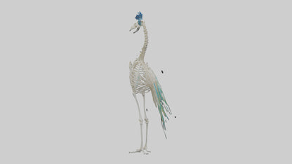 3D model Peafowl Skeleton model VR / AR / low-poly