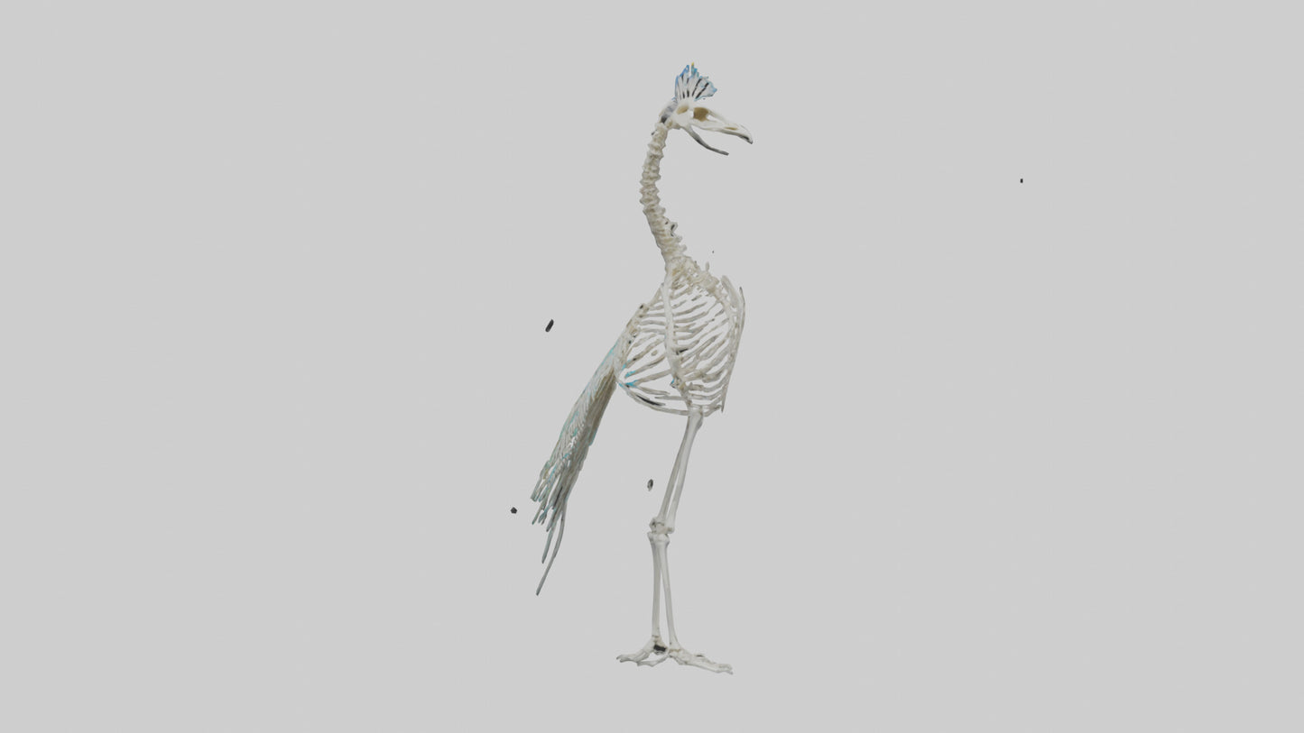3D model Peafowl Skeleton model VR / AR / low-poly