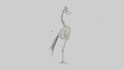 3D model Peafowl Skeleton model VR / AR / low-poly