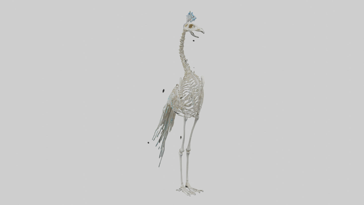 3D model Peafowl Skeleton model VR / AR / low-poly