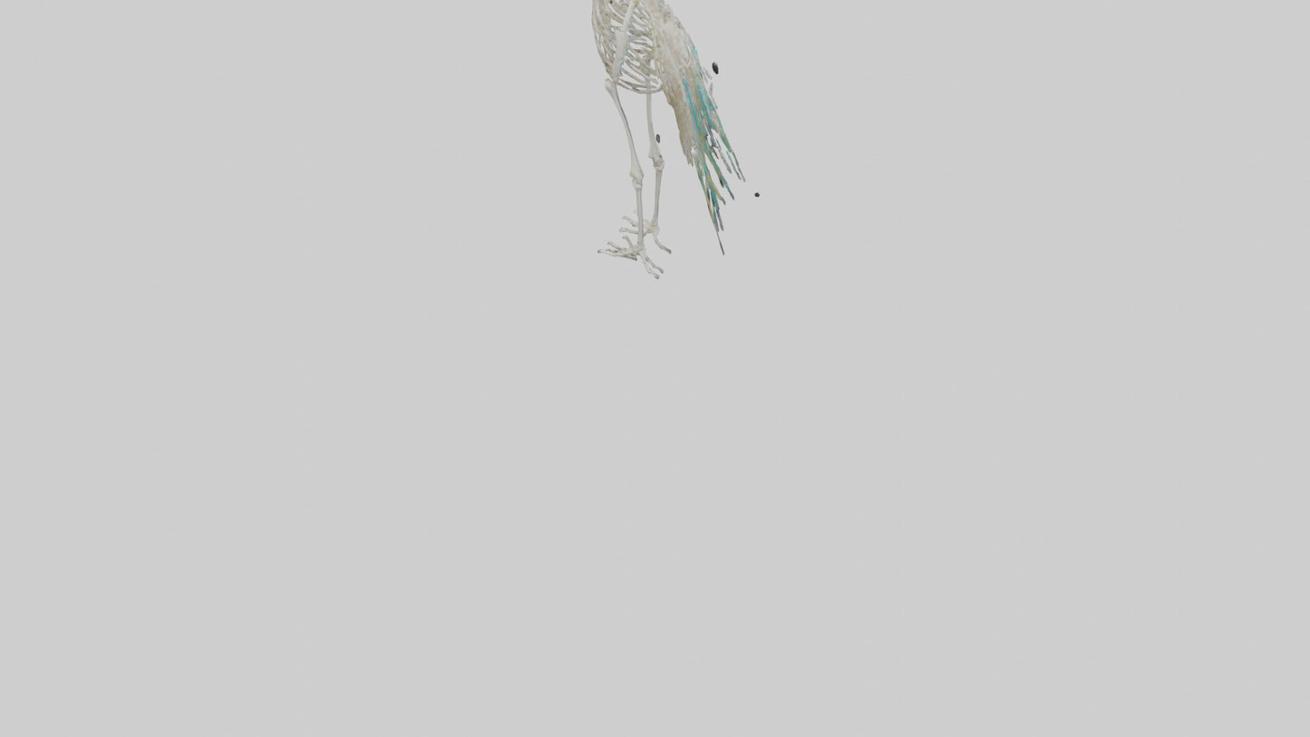 3D model Peafowl Skeleton model VR / AR / low-poly