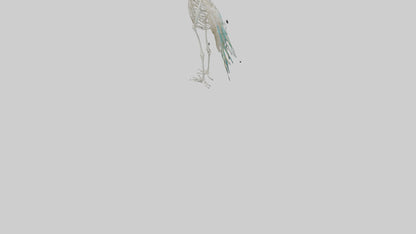 3D model Peafowl Skeleton model VR / AR / low-poly