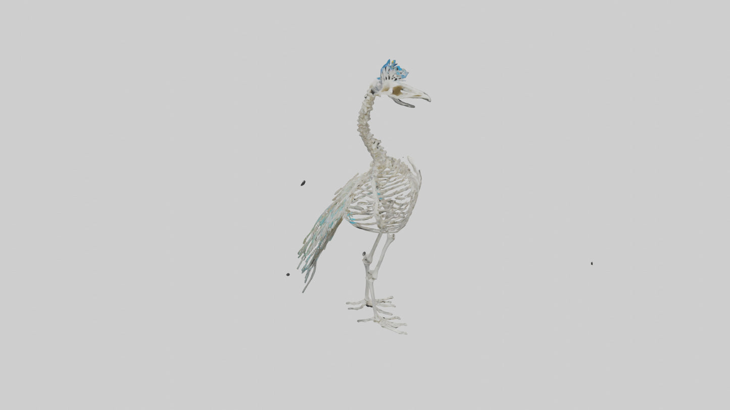 3D model Peafowl Skeleton model VR / AR / low-poly