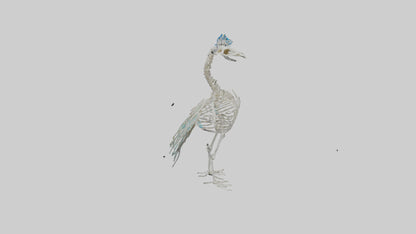 3D model Peafowl Skeleton model VR / AR / low-poly