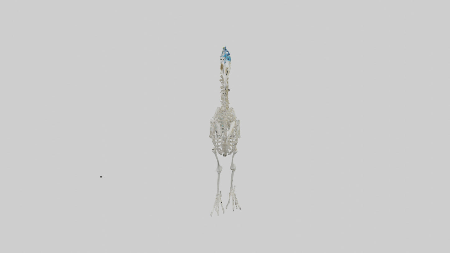 3D model Peafowl Skeleton model VR / AR / low-poly