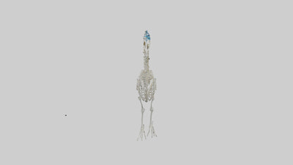 3D model Peafowl Skeleton model VR / AR / low-poly