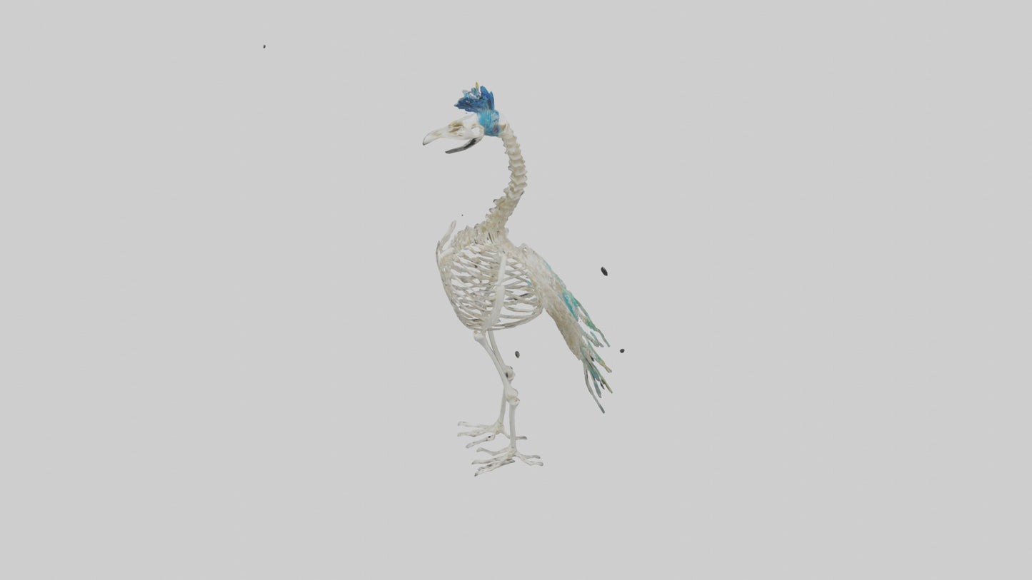 3D model Peafowl Skeleton model VR / AR / low-poly