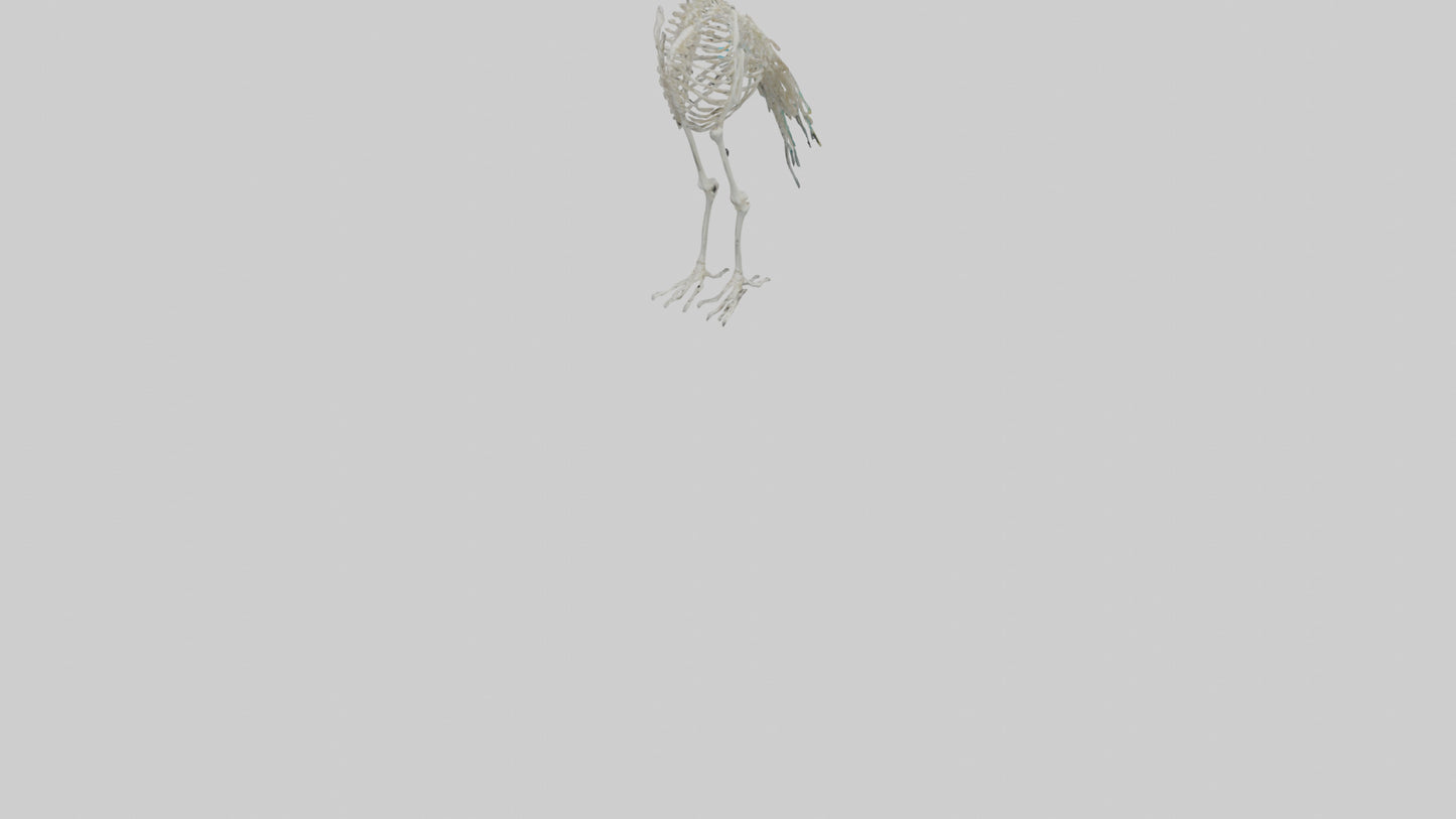 3D model Peafowl Skeleton model VR / AR / low-poly