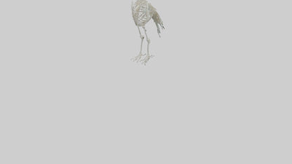 3D model Peafowl Skeleton model VR / AR / low-poly