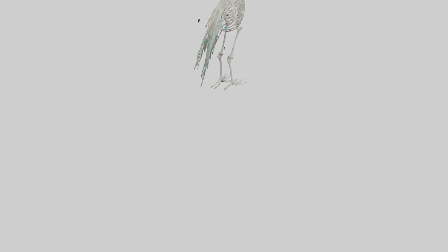 3D model Peafowl Skeleton model VR / AR / low-poly
