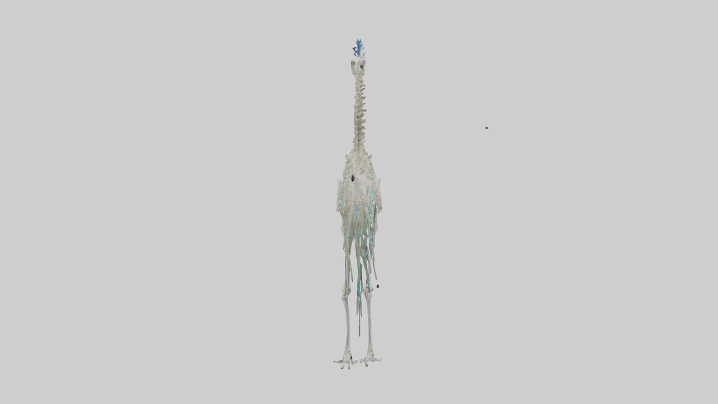 3D model Peafowl Skeleton model VR / AR / low-poly