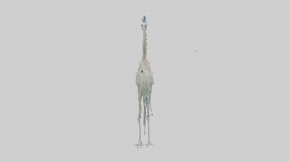 3D model Peafowl Skeleton model VR / AR / low-poly