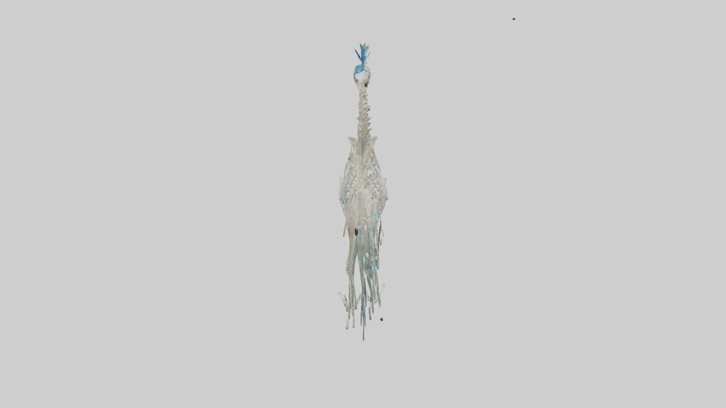 3D model Peafowl Skeleton model VR / AR / low-poly