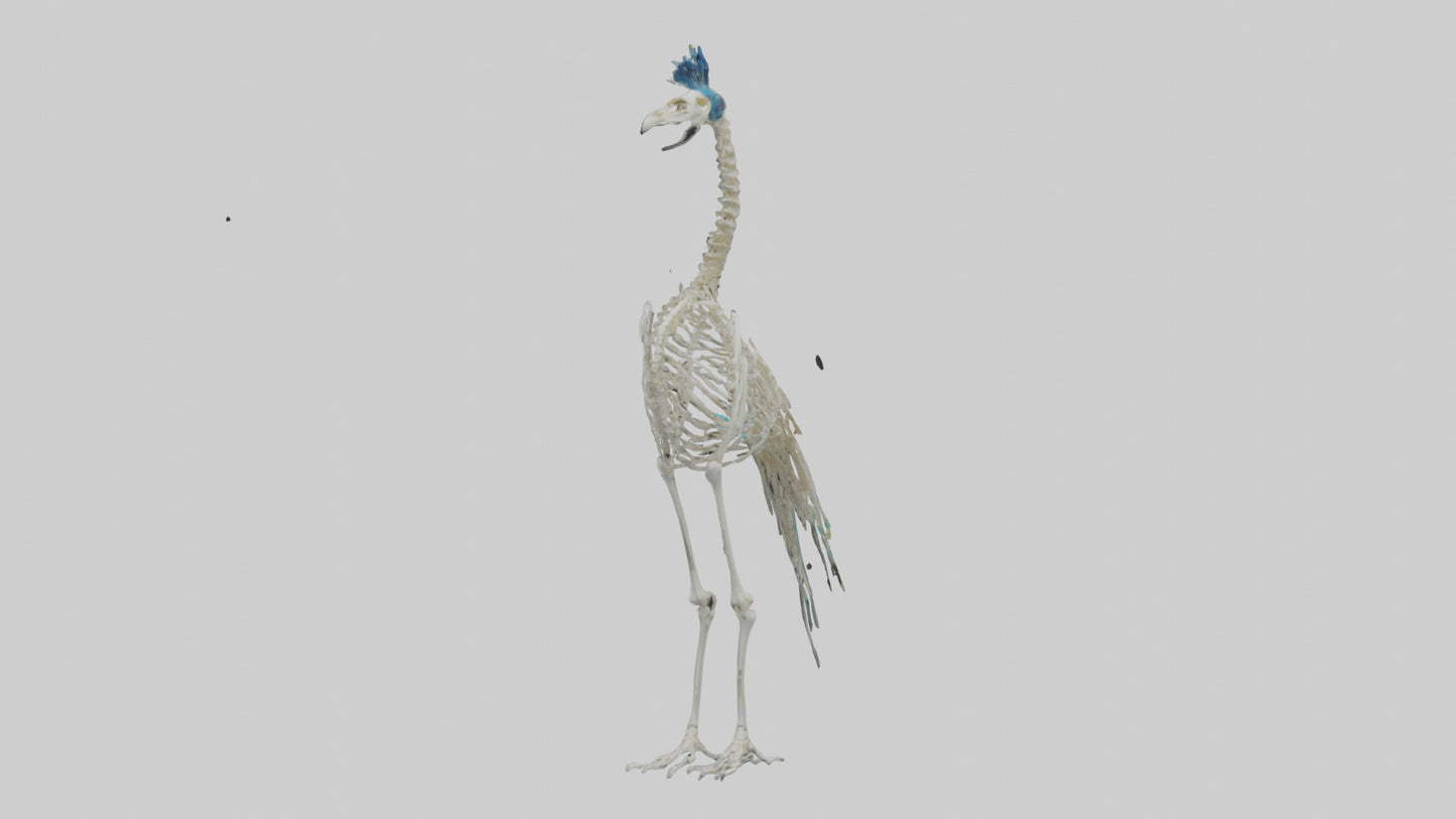 3D model Peafowl Skeleton model VR / AR / low-poly
