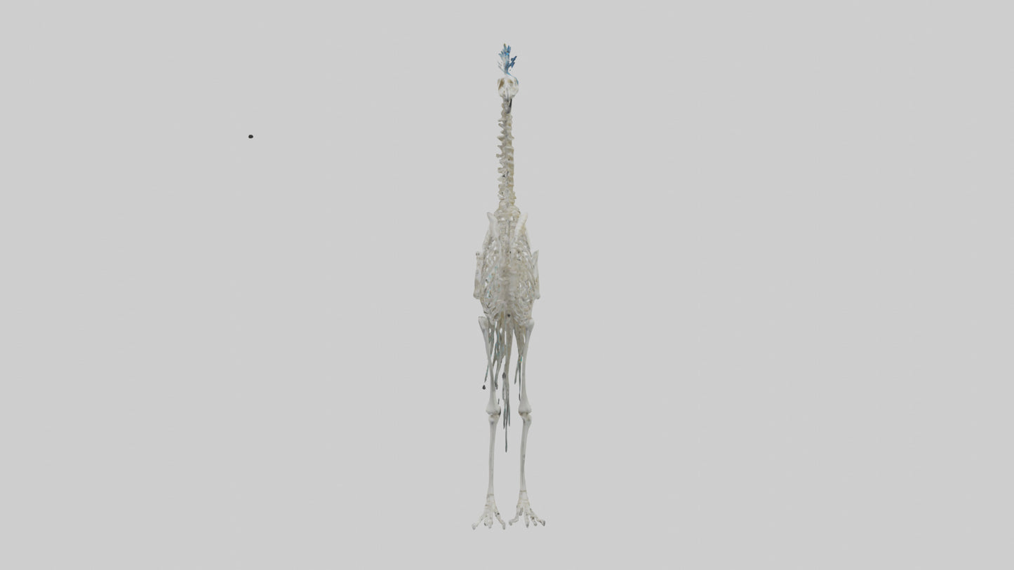 3D model Peafowl Skeleton model VR / AR / low-poly