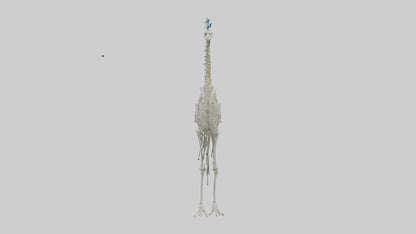3D model Peafowl Skeleton model VR / AR / low-poly