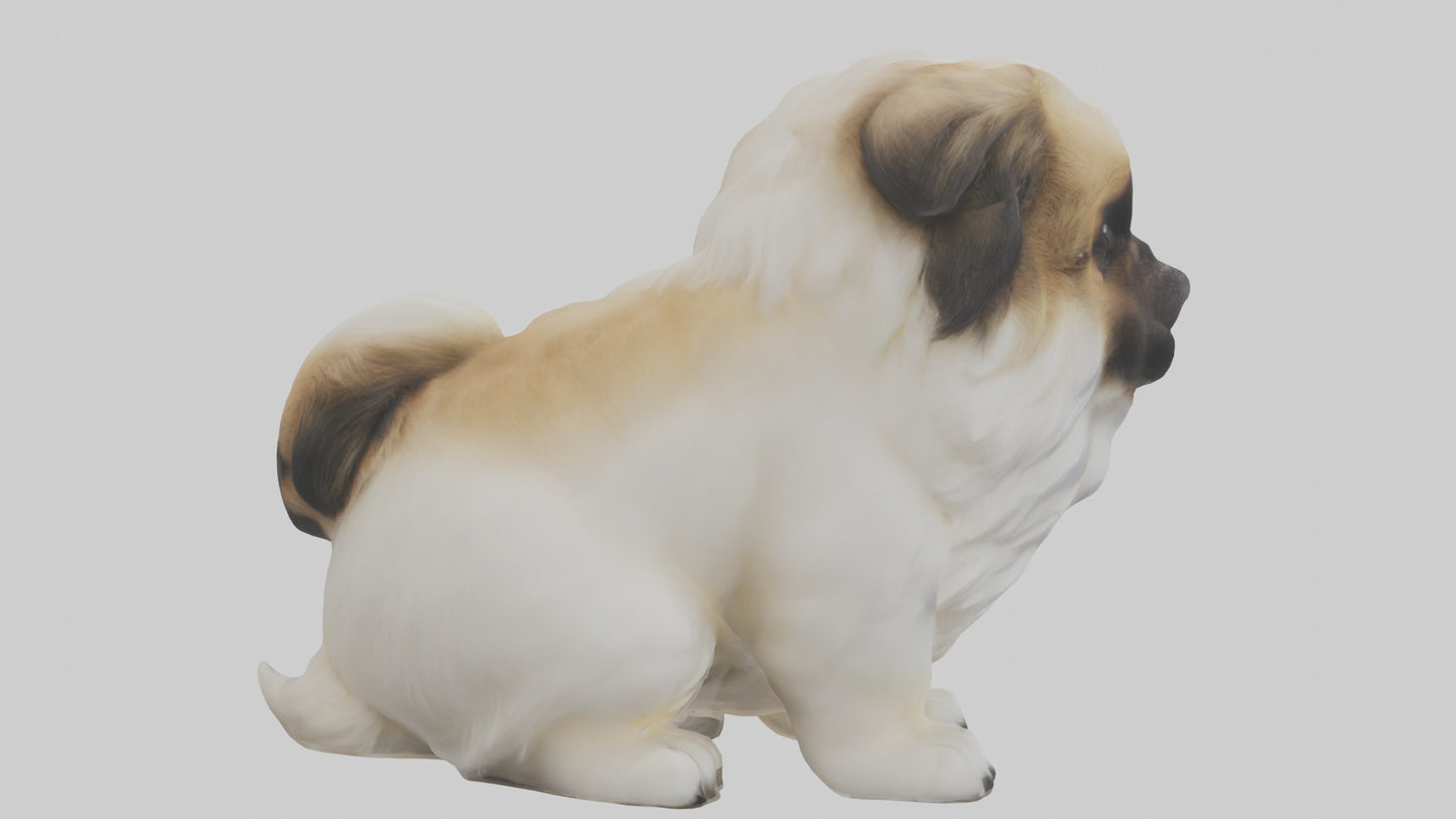 3D model Pekingese Dog sitting model VR / AR / low-poly
