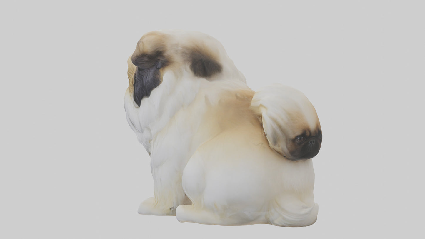 3D model Pekingese Dog sitting model VR / AR / low-poly