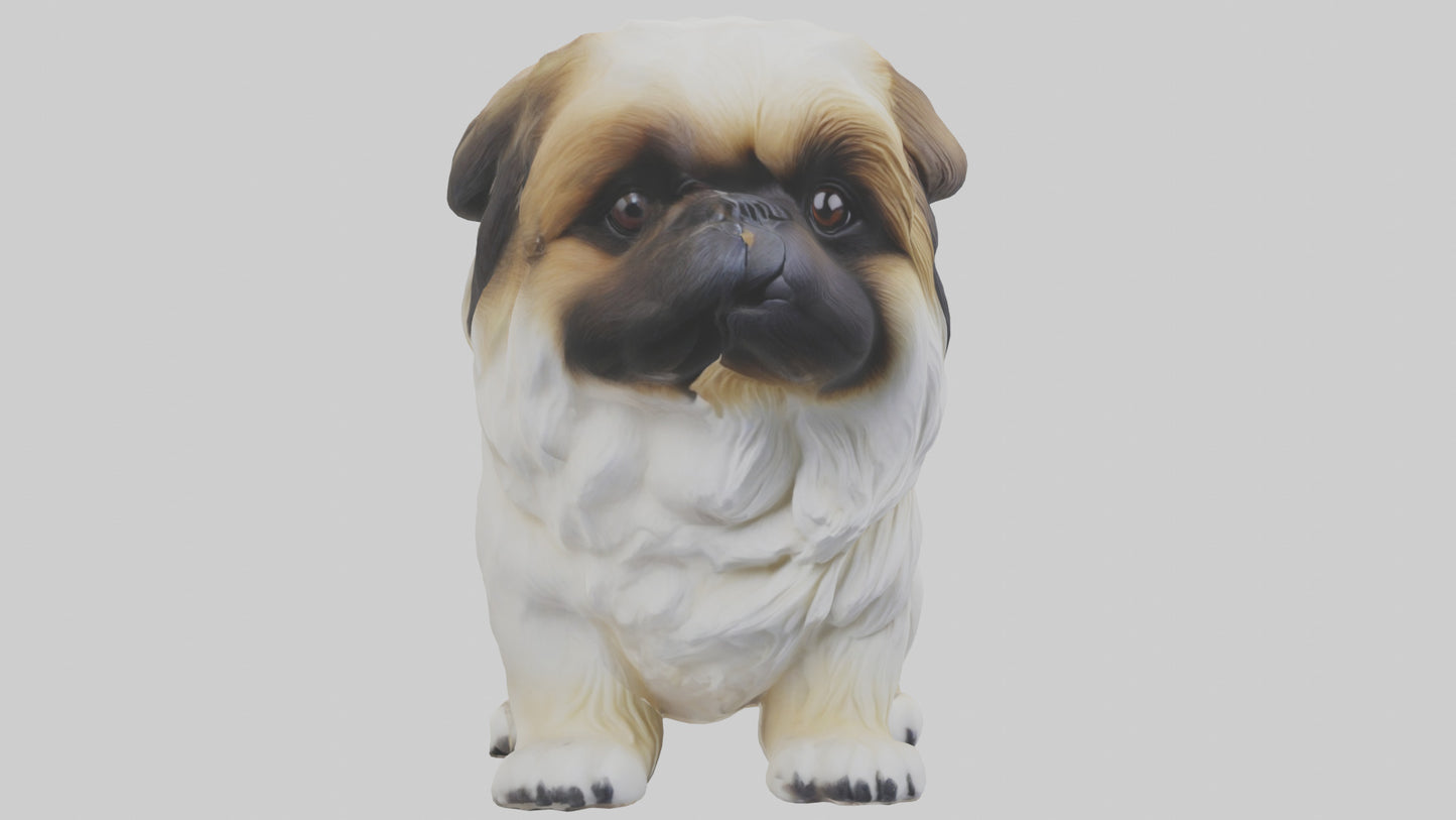 3D model Pekingese Dog sitting model VR / AR / low-poly